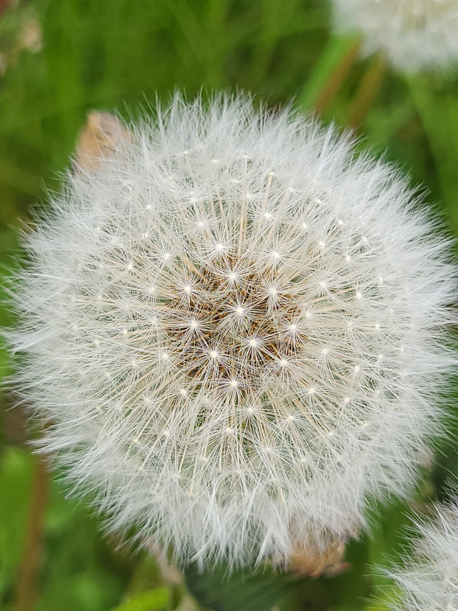 Dandelion Flower